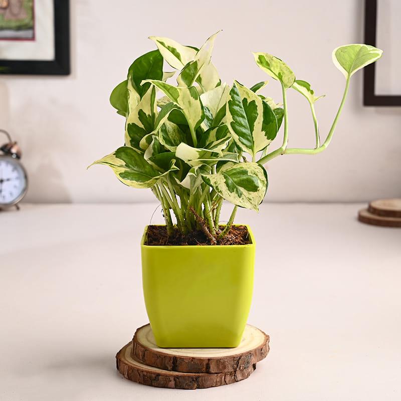 Money Plant
